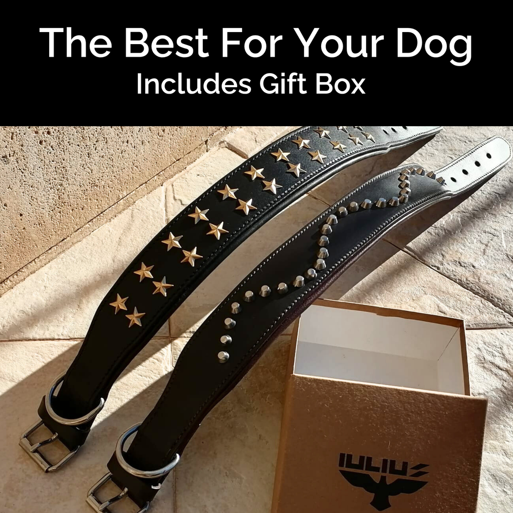Collar de Cuero Genuino para Perros – Estilo Punk con Tachuelas – Talla XL 5cm Ancho | IULIUS